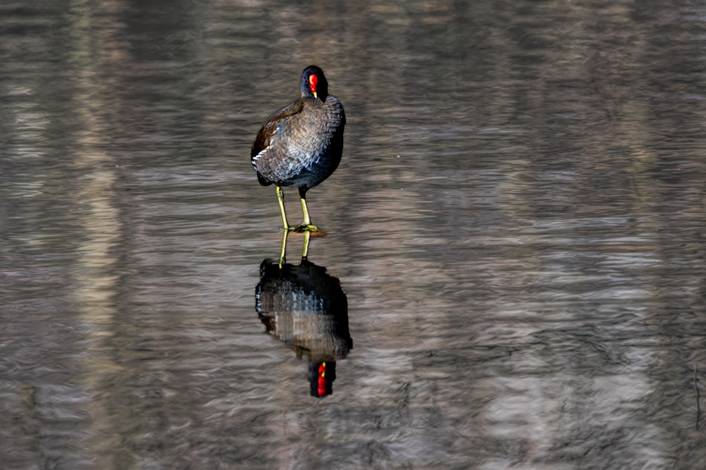 a bird that is standing in the water