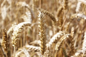 Sunlit Indian farmers joyfully harvesting millet in a golden field.