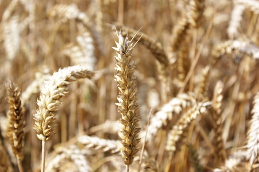 Golden ears of wheat fill the scene, swaying gently in the breeze with sunlight casting warm hues across the field. The grains are ripe and plump, ready for harvest, creating a sense of abundance and fertility.