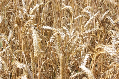 Rows of golden grains swaying gently in the sunlight on a vast farm.