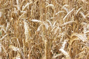 Millet Seeds