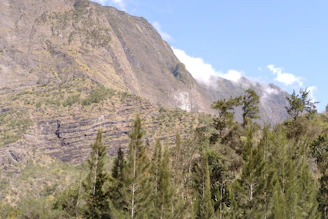 a view of a mountain with trees in the foreground