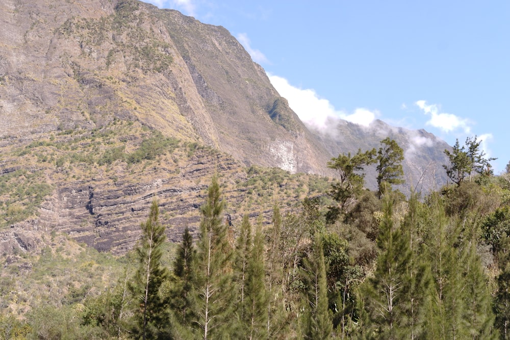 a view of a mountain with trees in the foreground