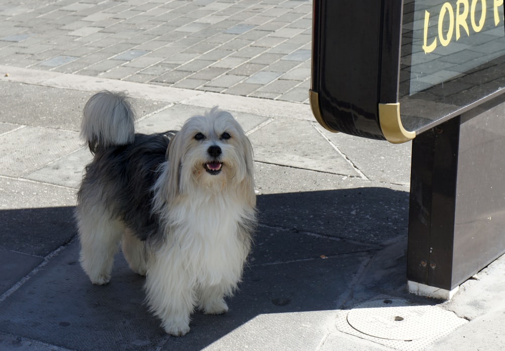 a small white and black dog standing on a sidewalk