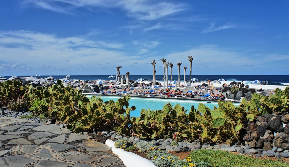 a large swimming pool surrounded by palm trees