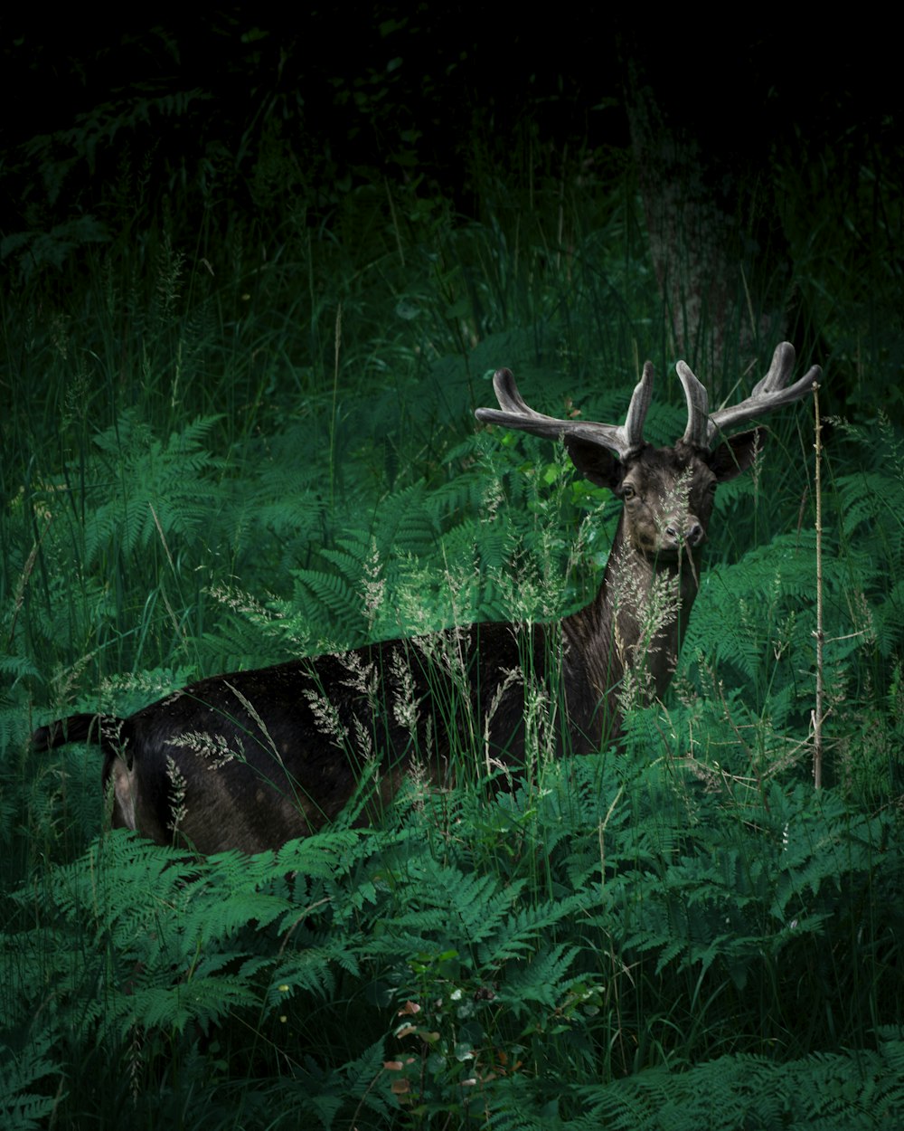 a deer laying down in a lush green forest
