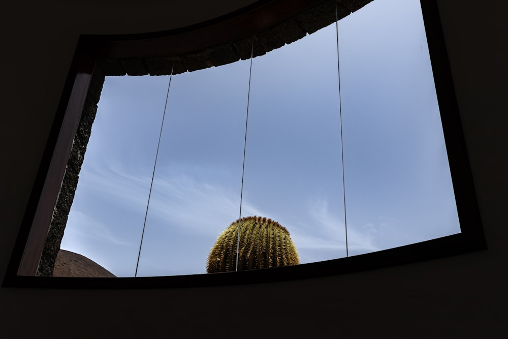 a view of a cactus through a window