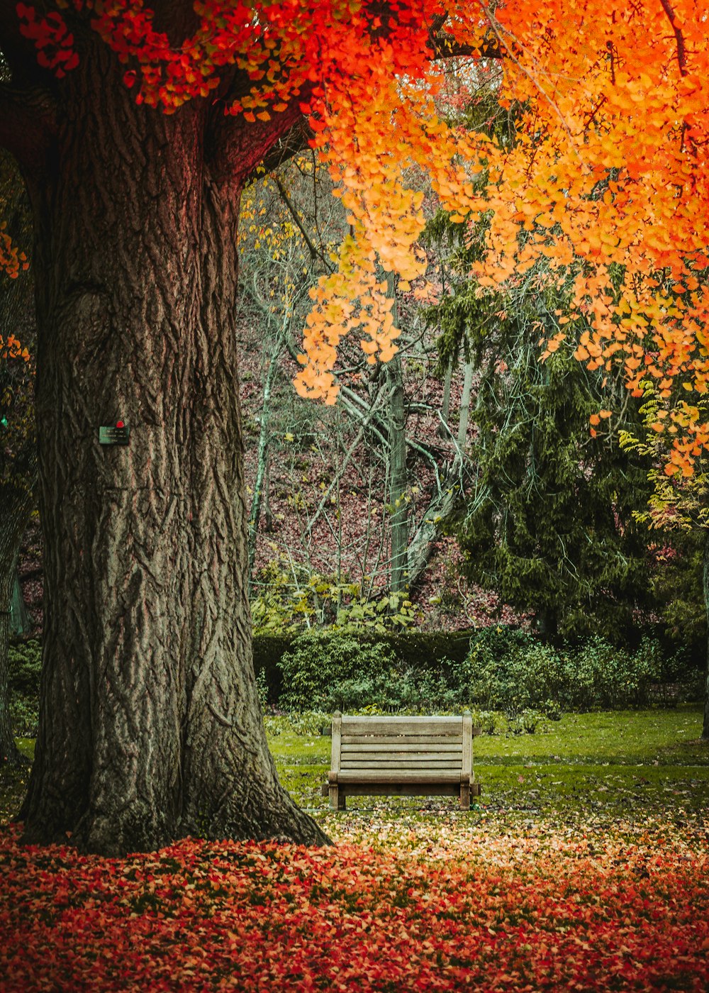 a park bench under a tree with leaves on the ground