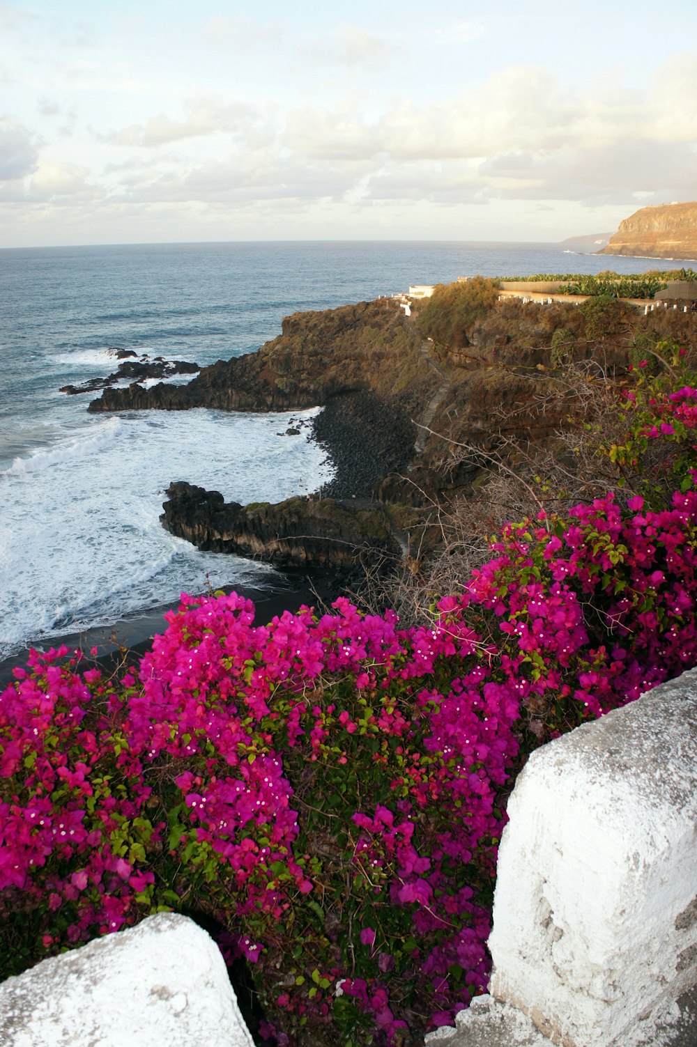 a bunch of flowers that are by the water