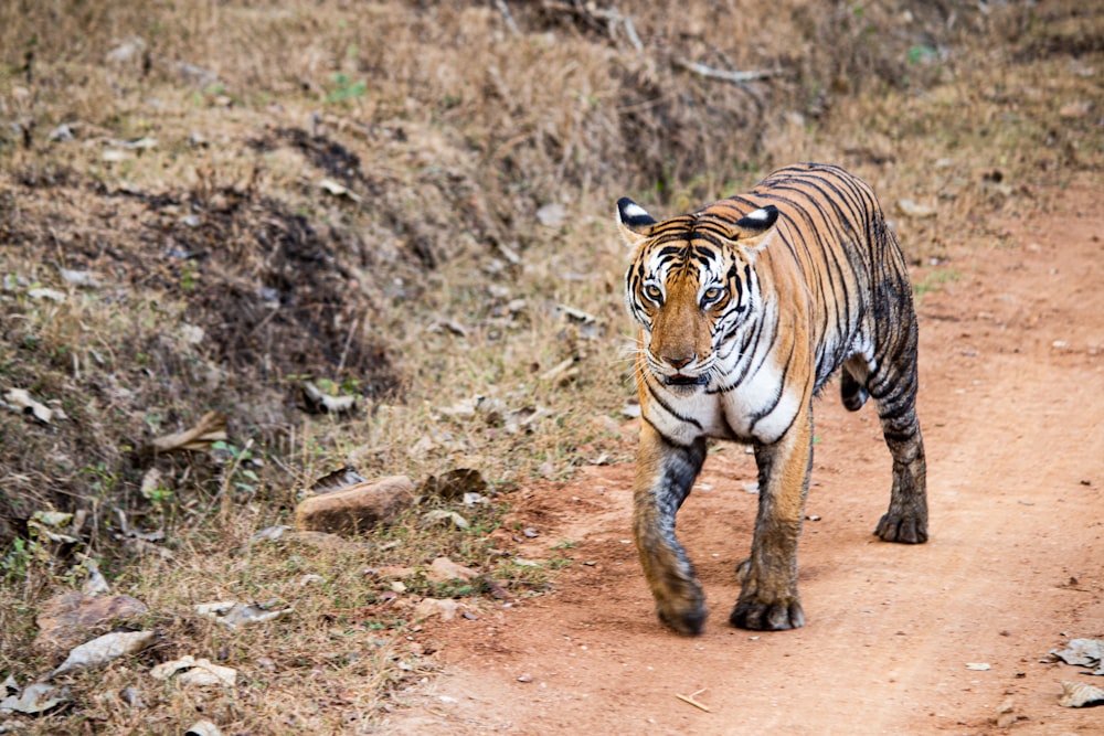 a tiger walking down a dirt road in the wild