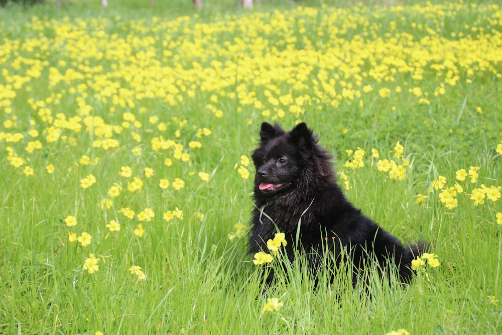 a black dog sitting in a field of yellow flowers