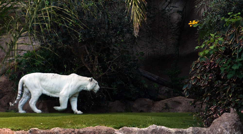 Un orso polare bianco che cammina attraverso un campo verde lussureggiante