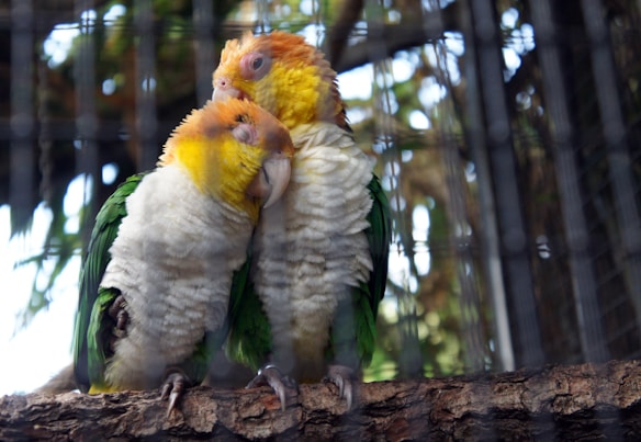 Two parrots with vibrant green, yellow, and orange feathers are perched closely together on a branch, displaying affectionate behavior. They appear relaxed and comfortable, nestled within a cage environment.