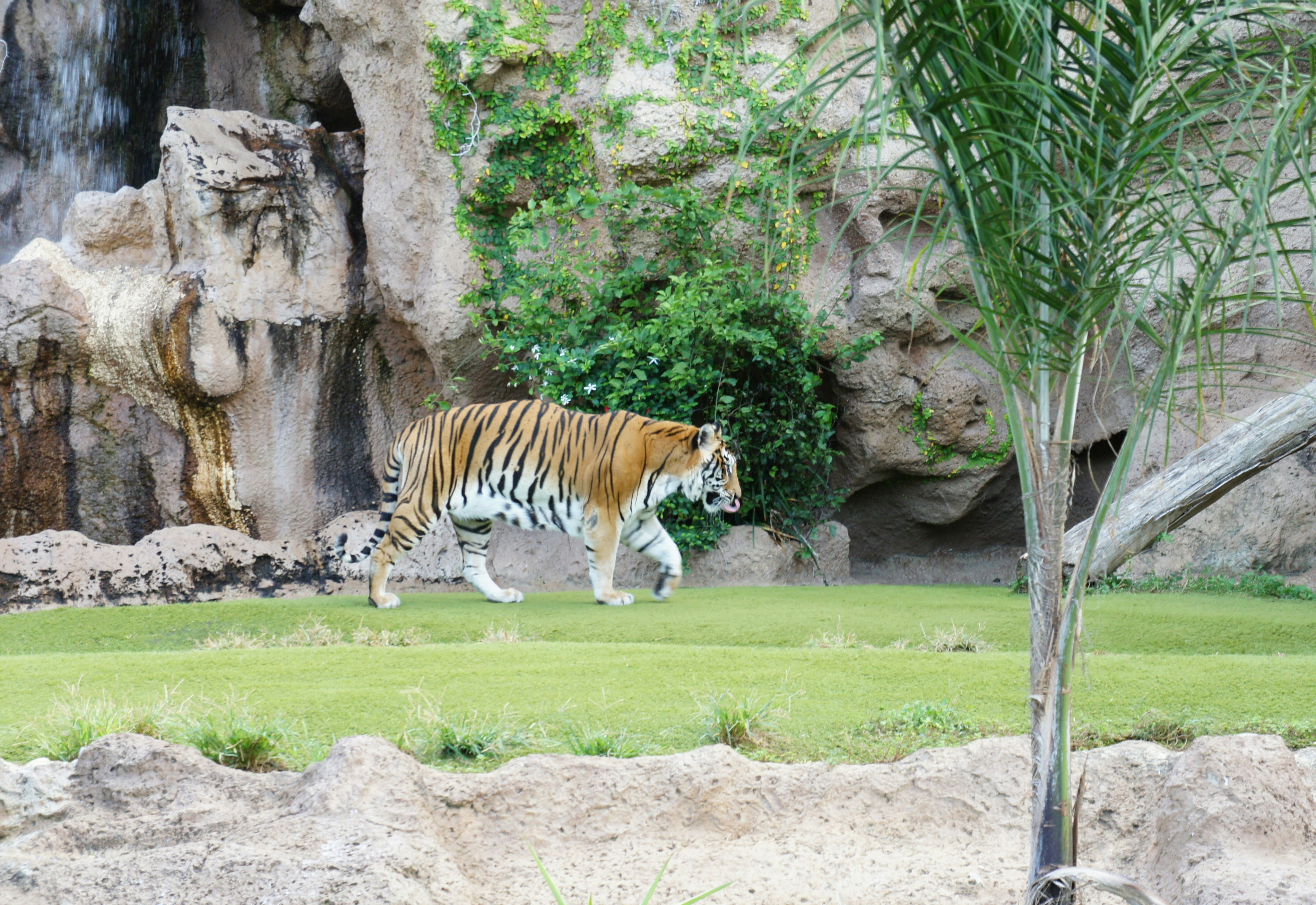 Tiger, Loro Parque, Puerto de la Cruz, Tenerife, Spain