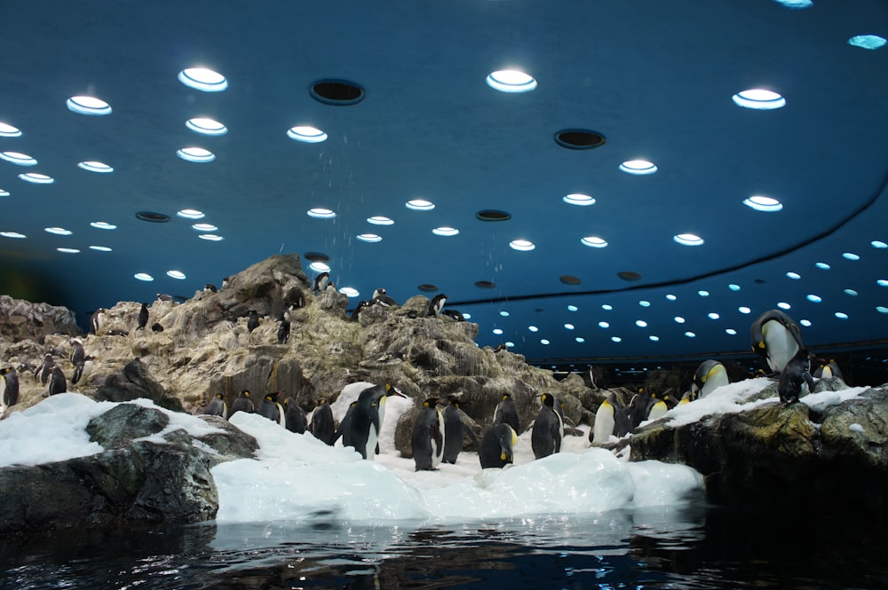 a group of penguins standing on top of snow covered ground