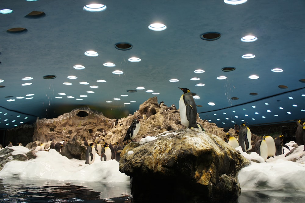 a group of penguins standing on top of a rock