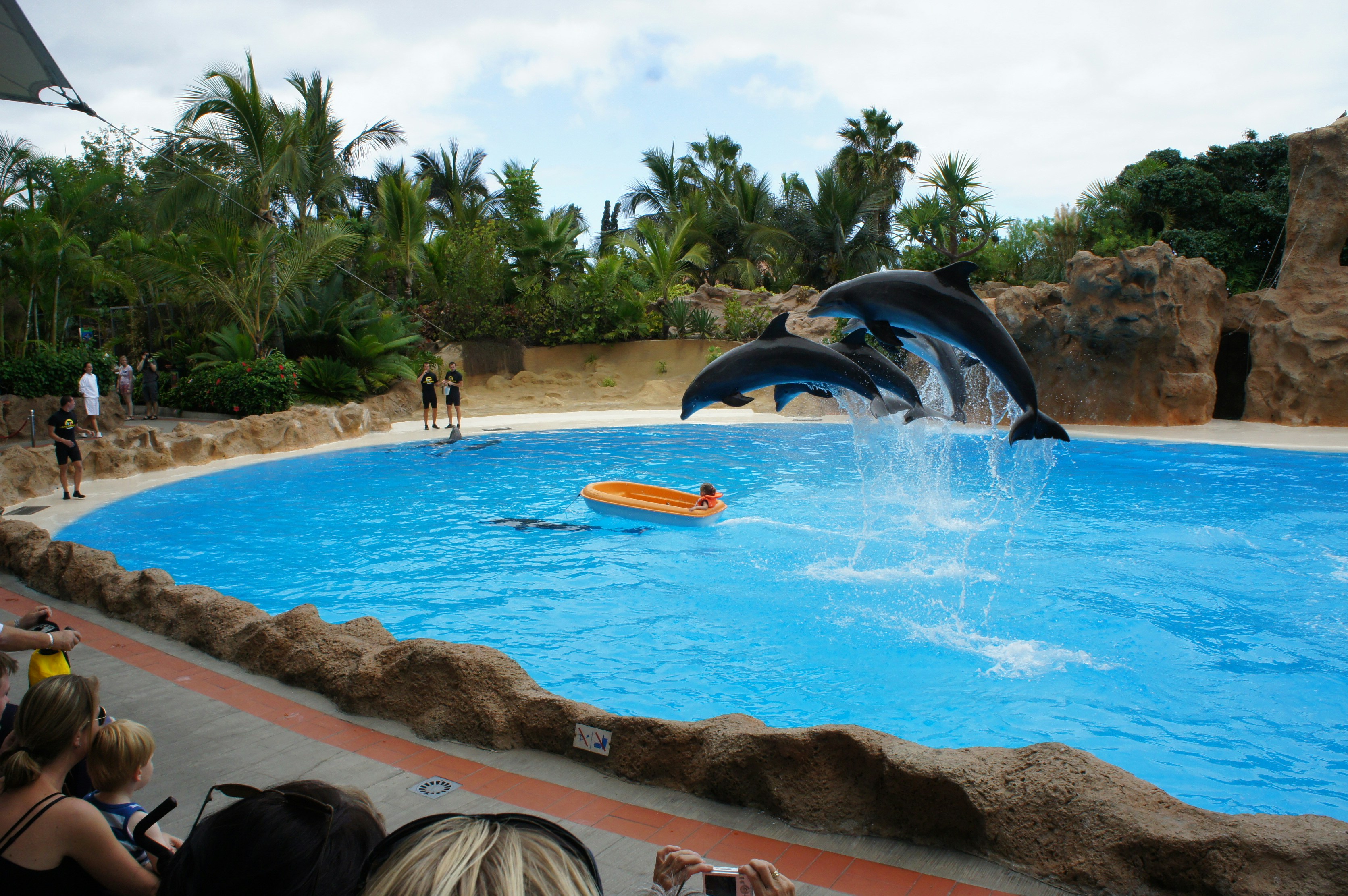 The Best Places to See Dolphins in Tenerife: A Seasonal Guide