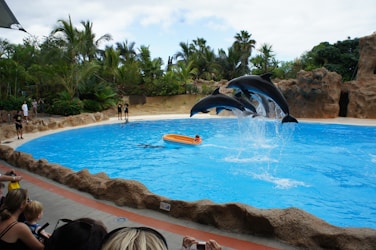 Membuat Website Modern untuk Aqila Lovina Dolphin Tour di Bali