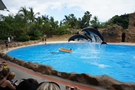 Three dolphins are leaping out of a large, bright blue pool surrounded by tropical palm trees and rocky landscapes. A small inflatable boat is in the water, and several spectators, some with cameras, are watching the performance near the pool's edge.