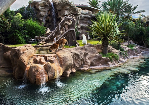 A tiger stands on rocky terrain by a cascading waterfall, surrounded by lush greenery and a clear blue body of water. The landscape includes a sculpture or statue amidst the plants, creating a wild, tropical atmosphere.