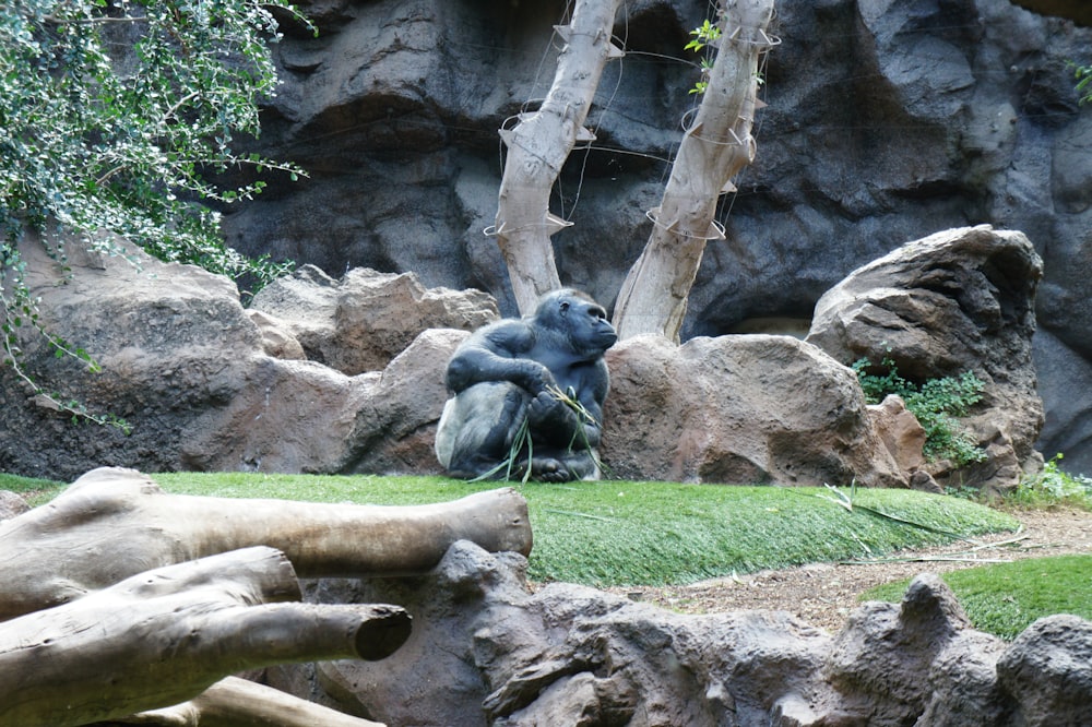 a gorilla sitting on top of a lush green field