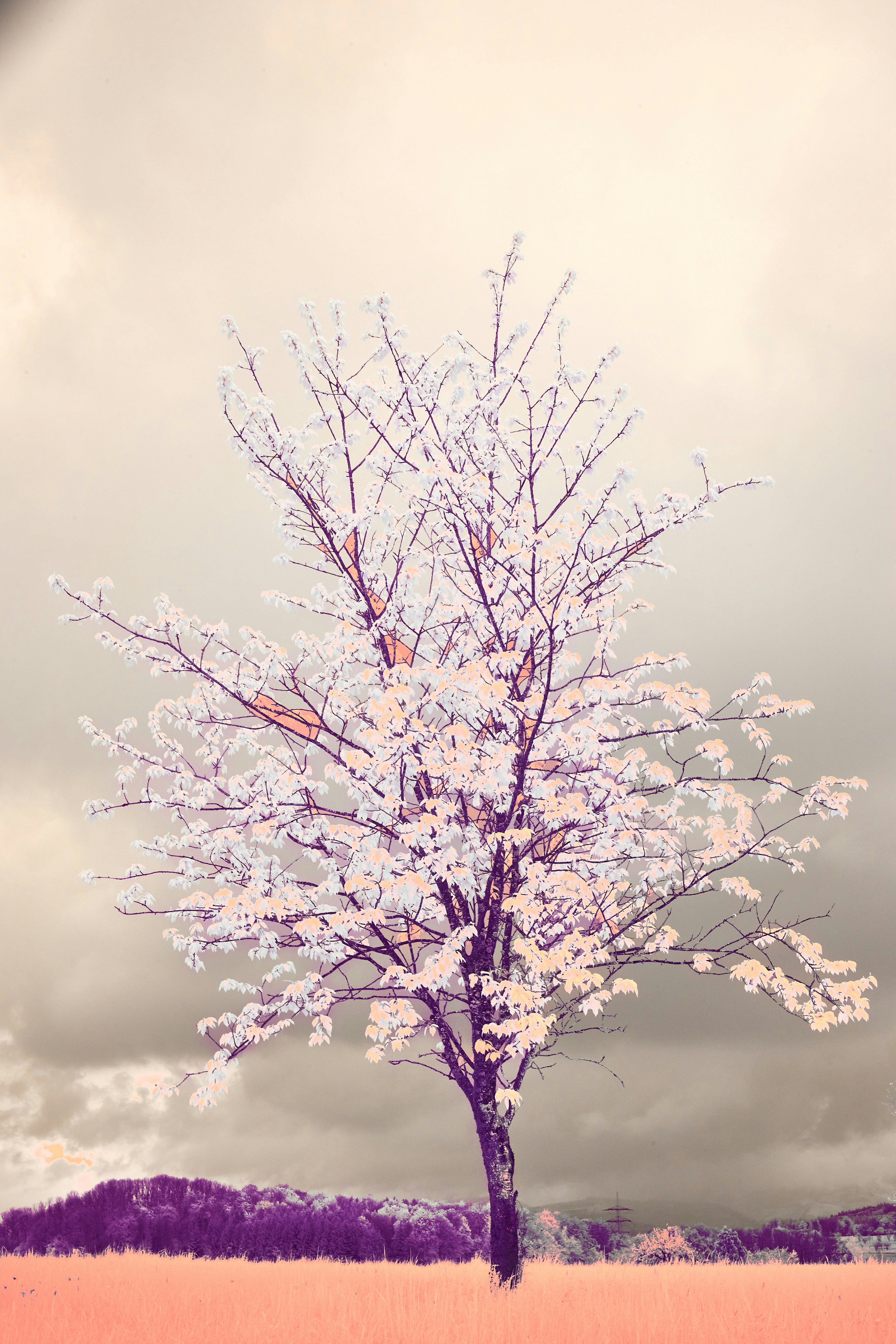 Photo by wolfgang_hasselmann