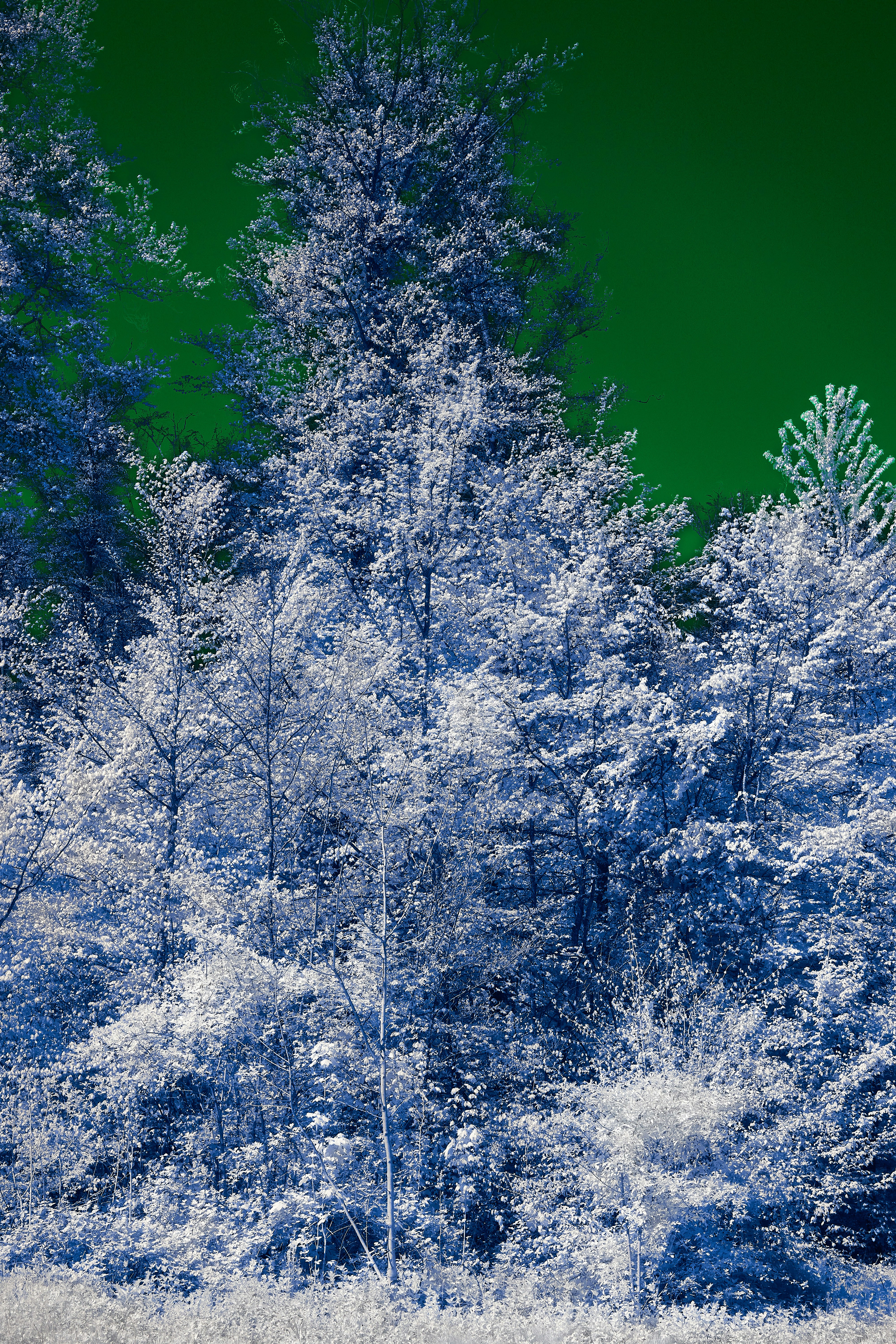 Photo by wolfgang_hasselmann