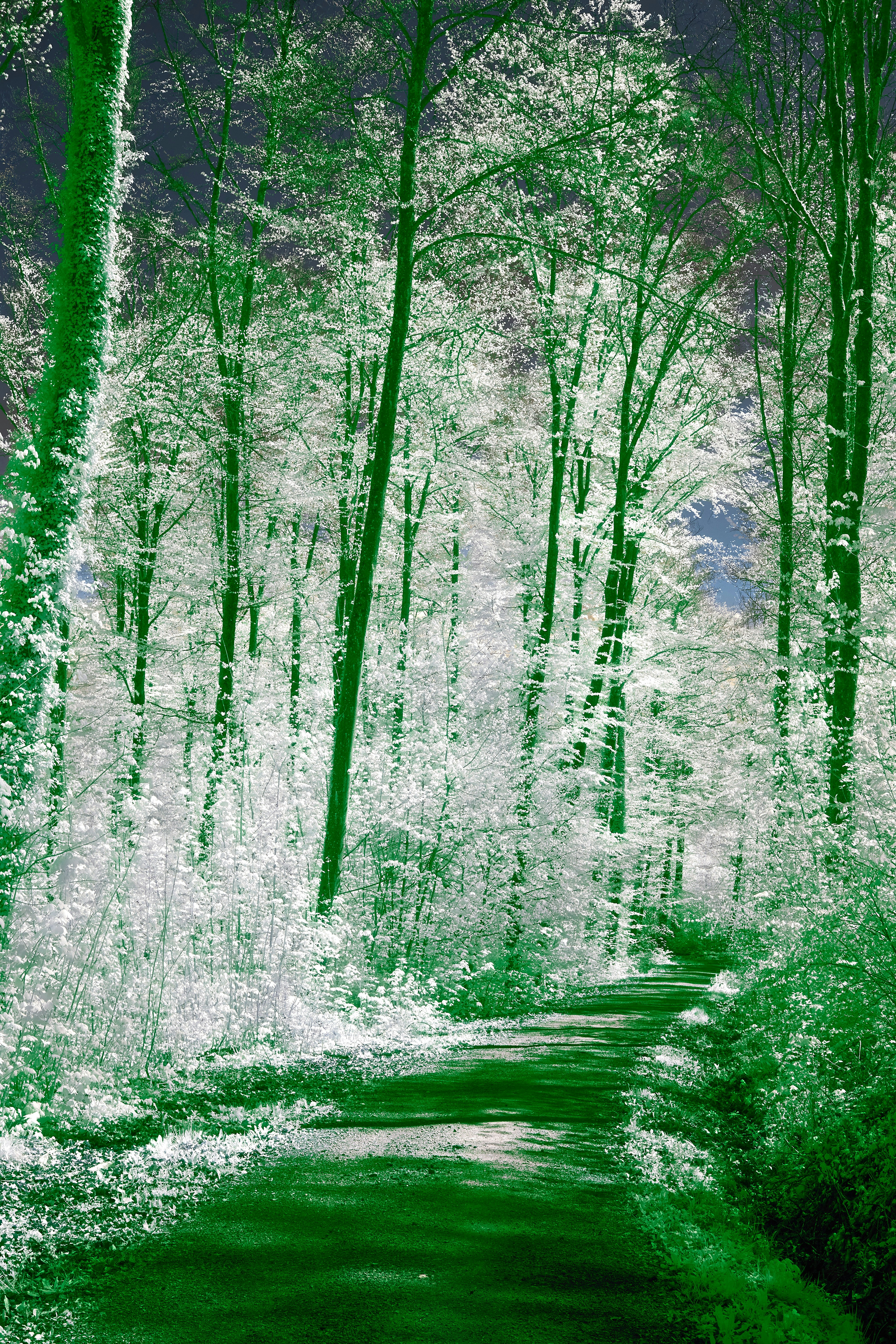 Uma foto escura e verde de árvores e uma estrada de terra foto – Imagem  grátis sobre Flor na Unsplash, image size:3000x4500