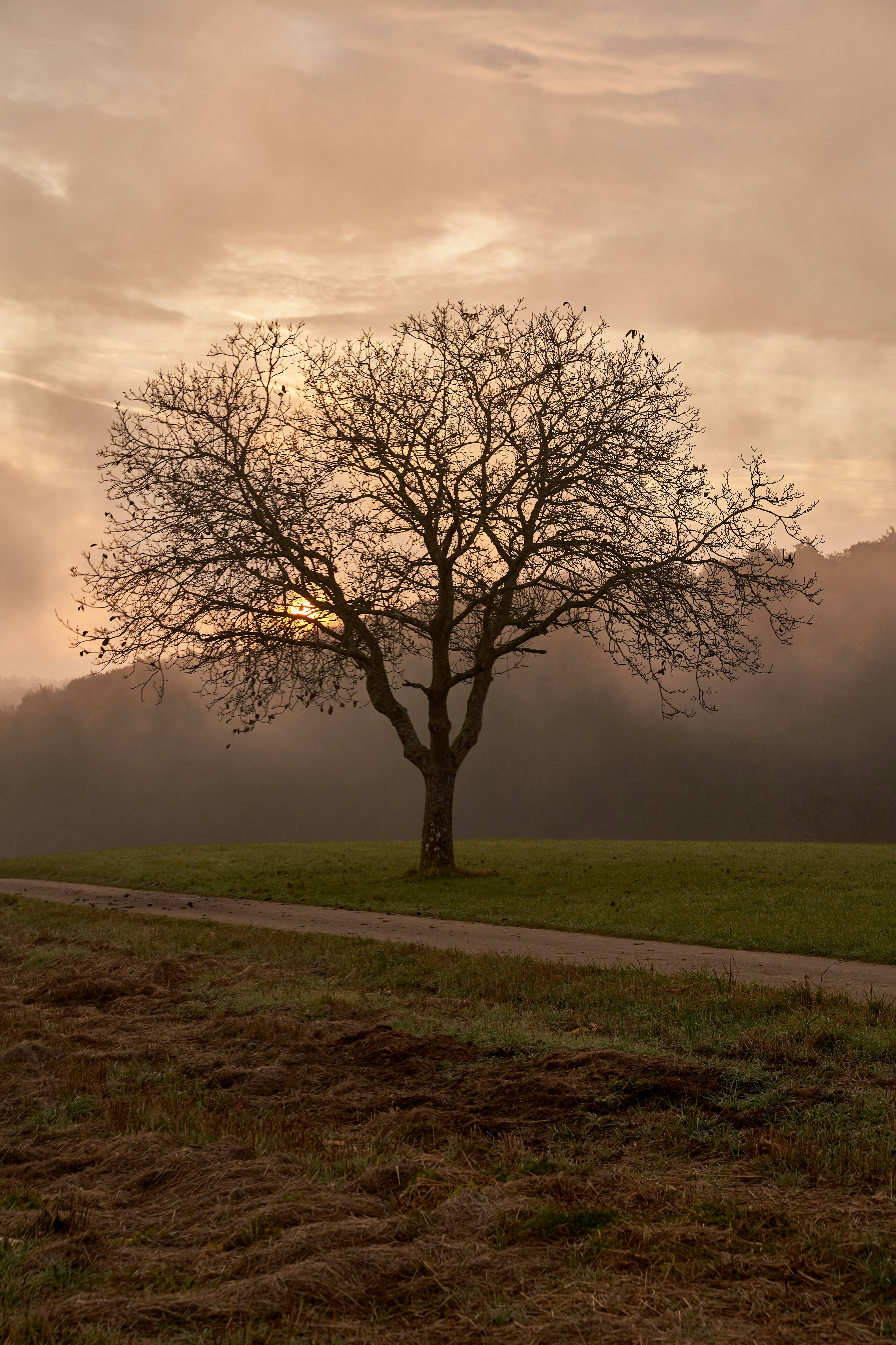 Photo by wolfgang_hasselmann