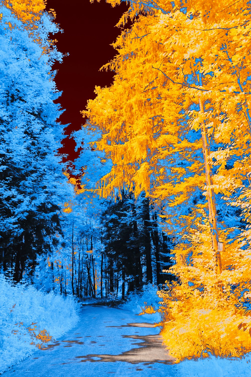 a road surrounded by trees with yellow leaves