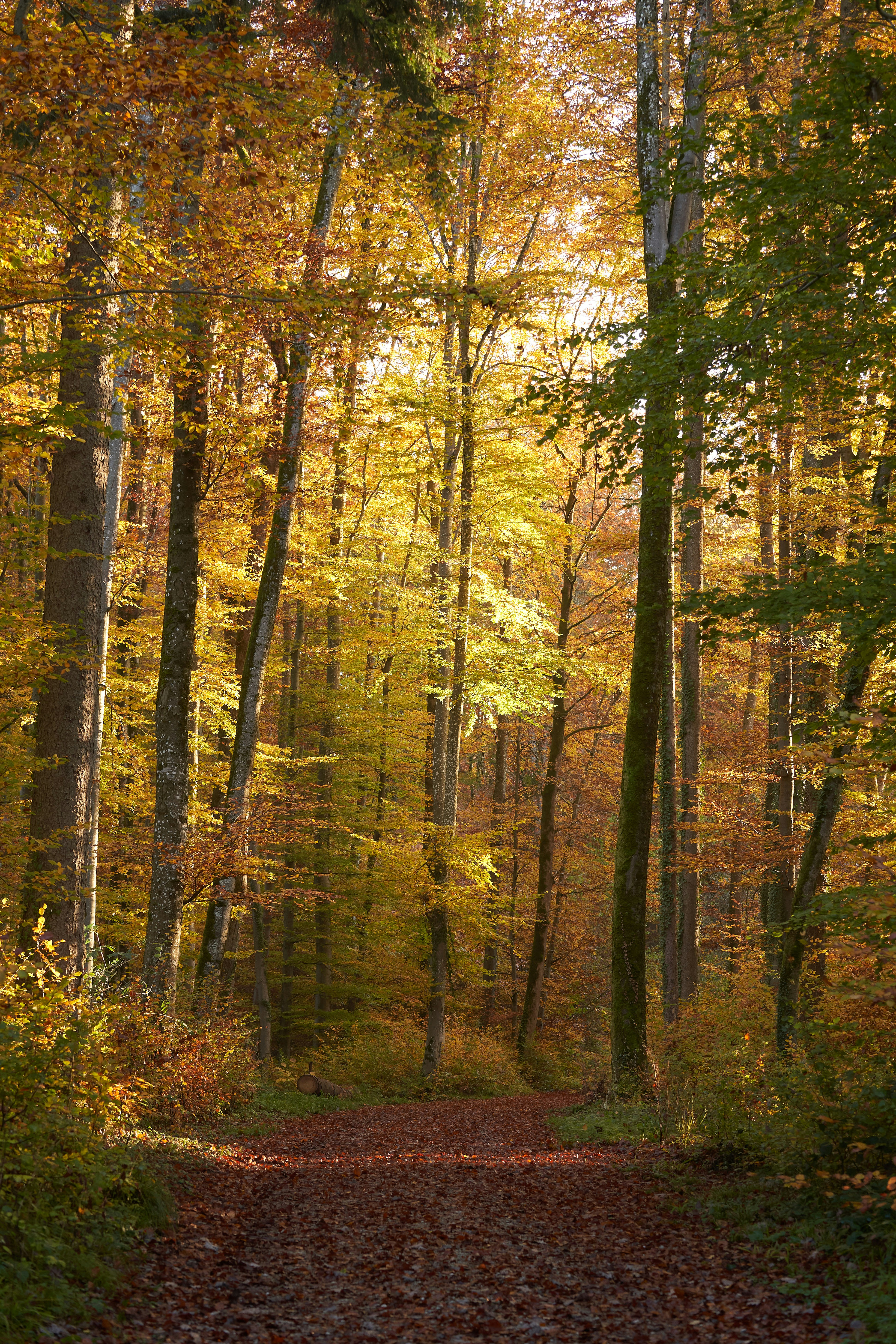 Photo by wolfgang_hasselmann