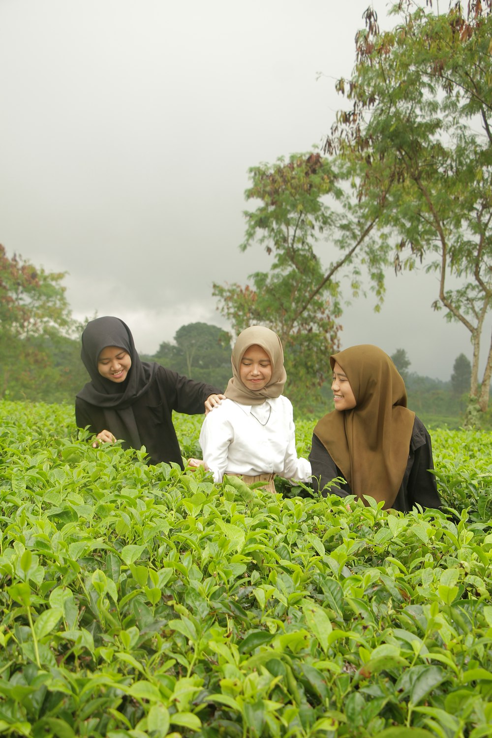 three women sitting in a field of tea plants