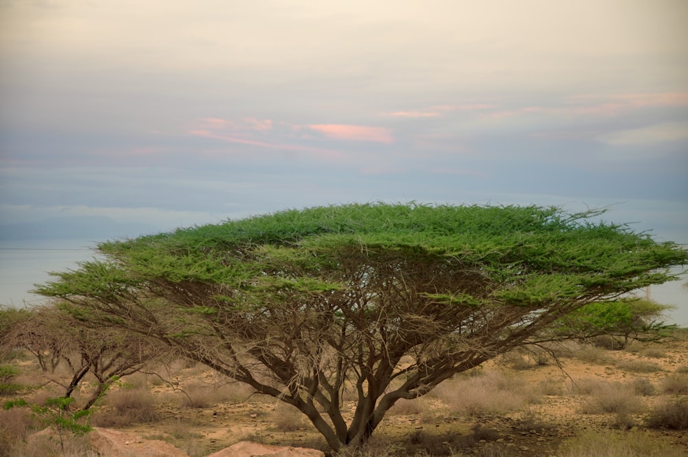 a giraffe standing under a tree in a field