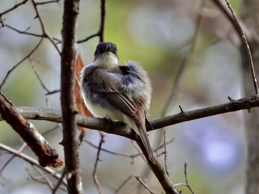 a small bird sitting on a tree branch