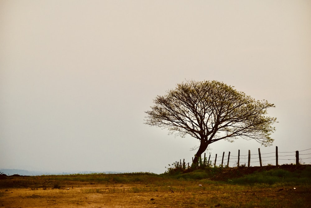 a lone tree in a field near a fence