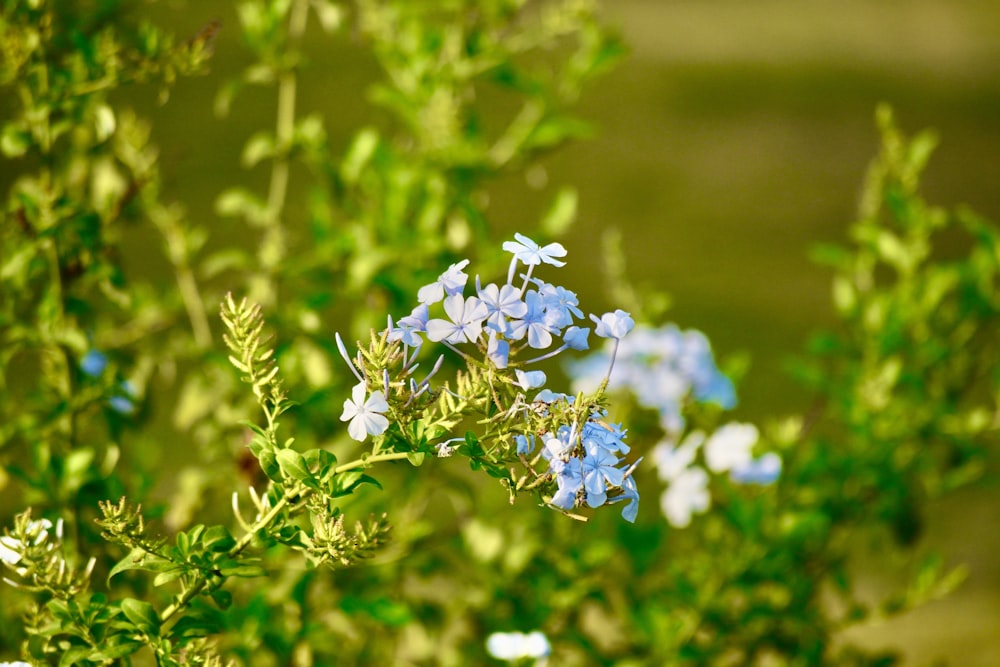 a close up of a plant with blue flowers