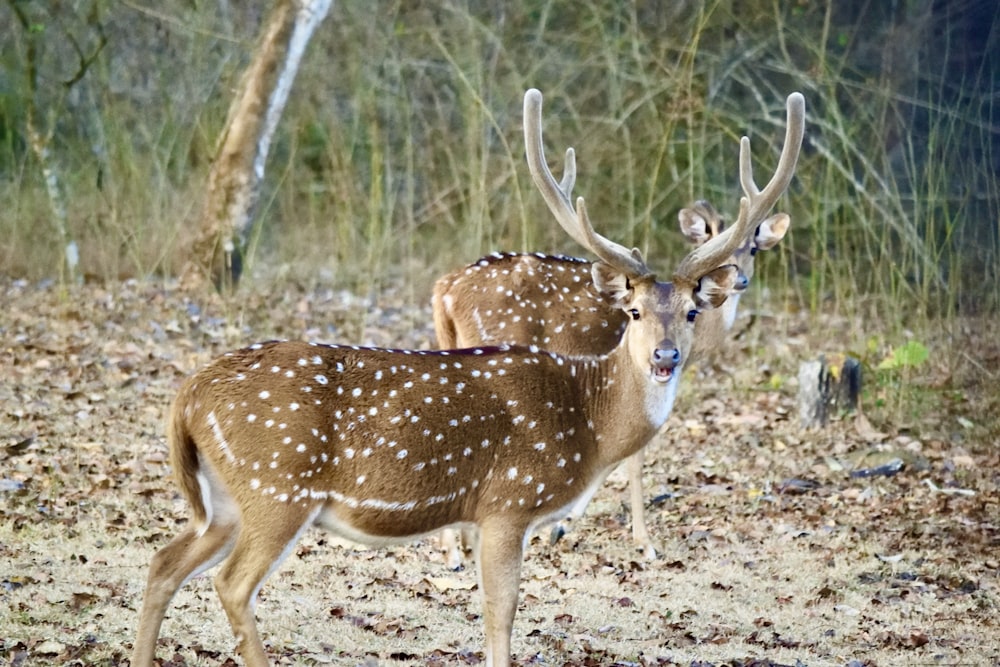a couple of deer standing next to each other on a field
