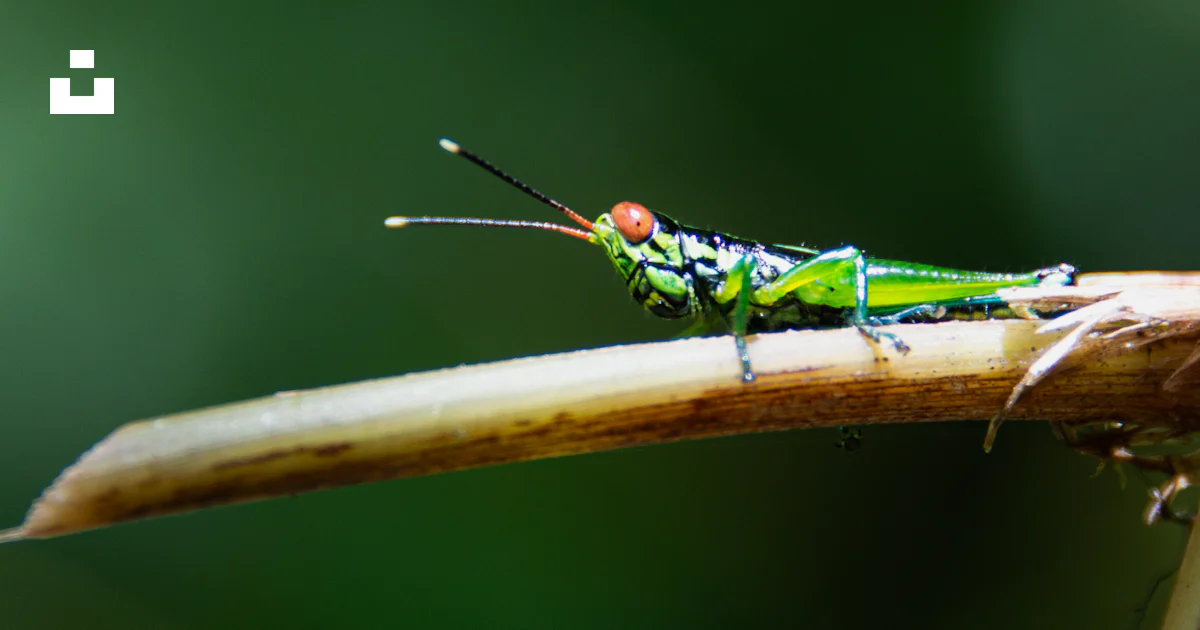 A green insect sitting on top of a leaf photo – Free Green Image on ...