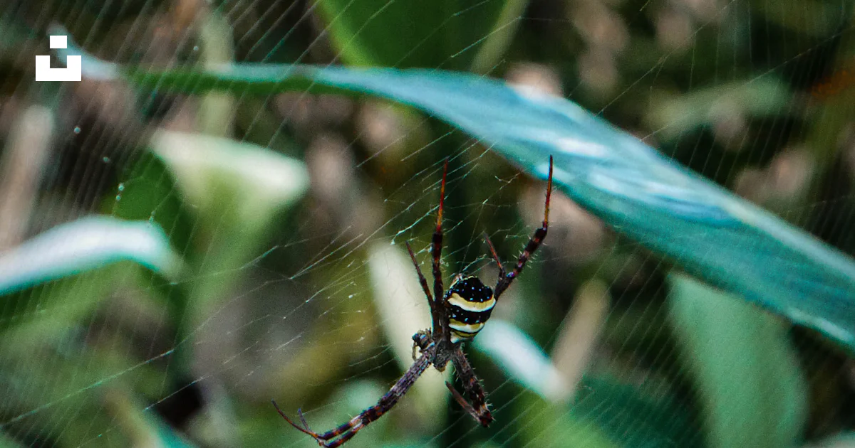 Una araña se sienta en su telaraña en un jardín foto – Imagen de Bali ...