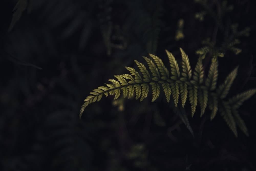 a close up of a fern leaf on a dark background