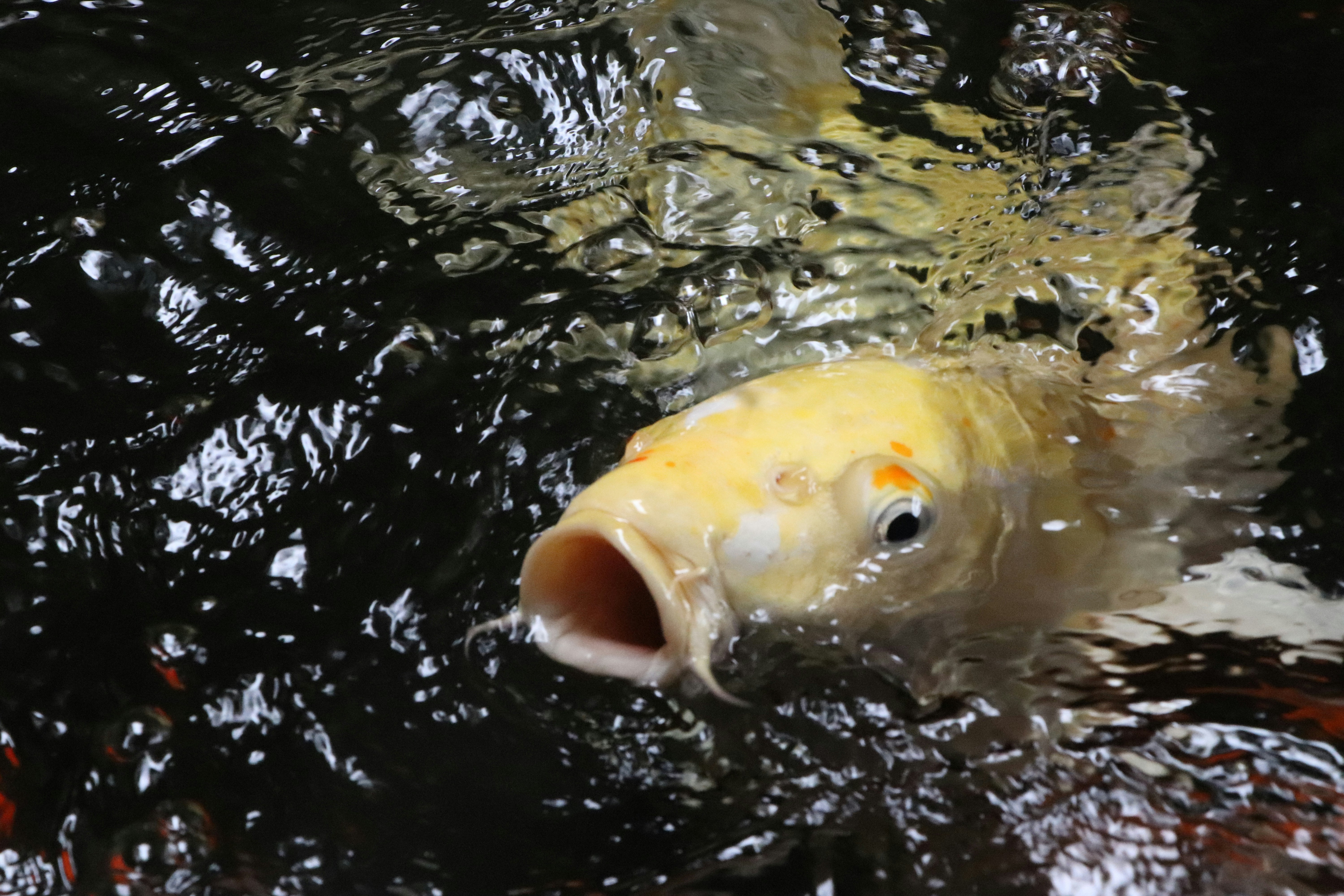 a yellow fish is swimming in the water