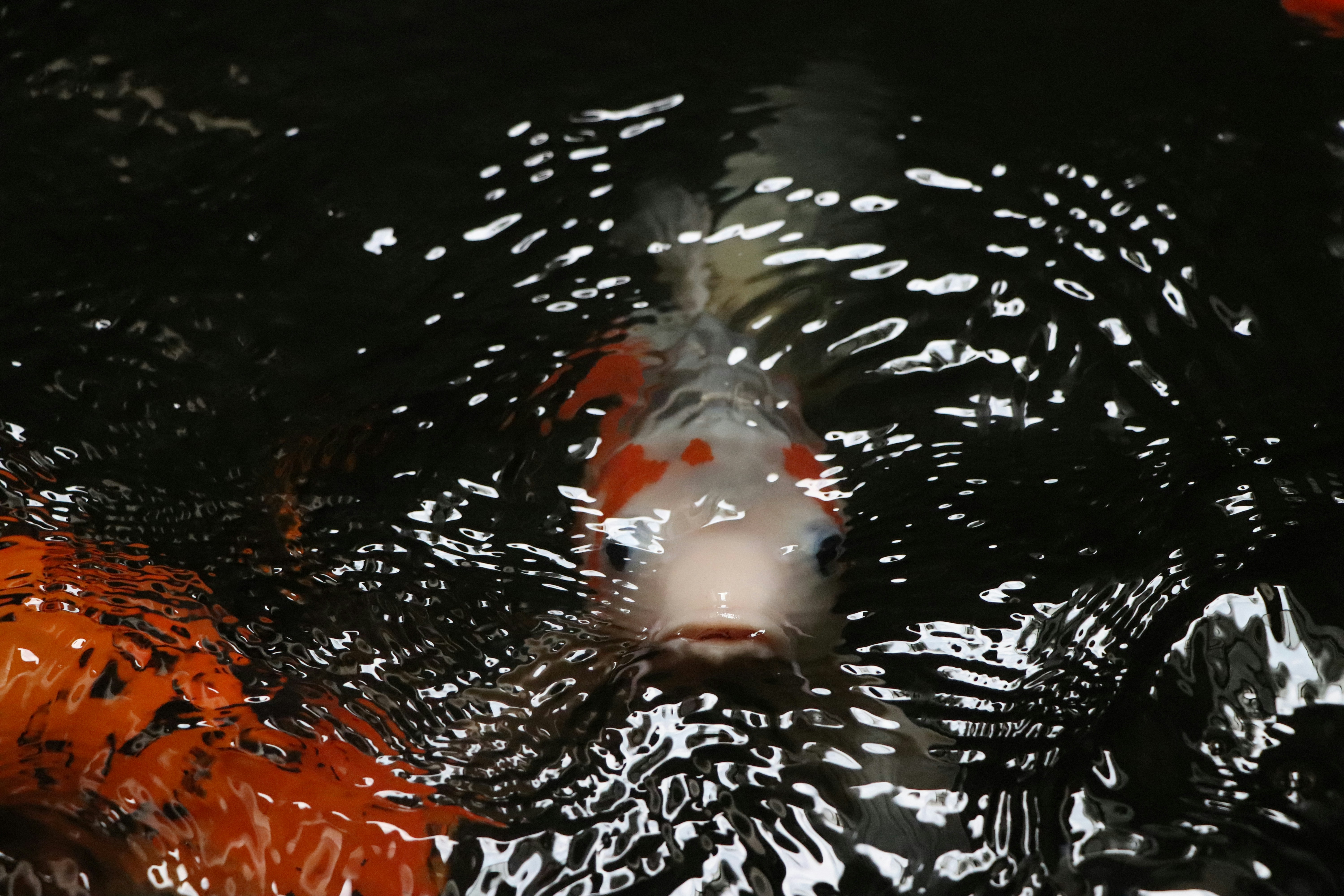 a group of koi fish swimming in a pond
