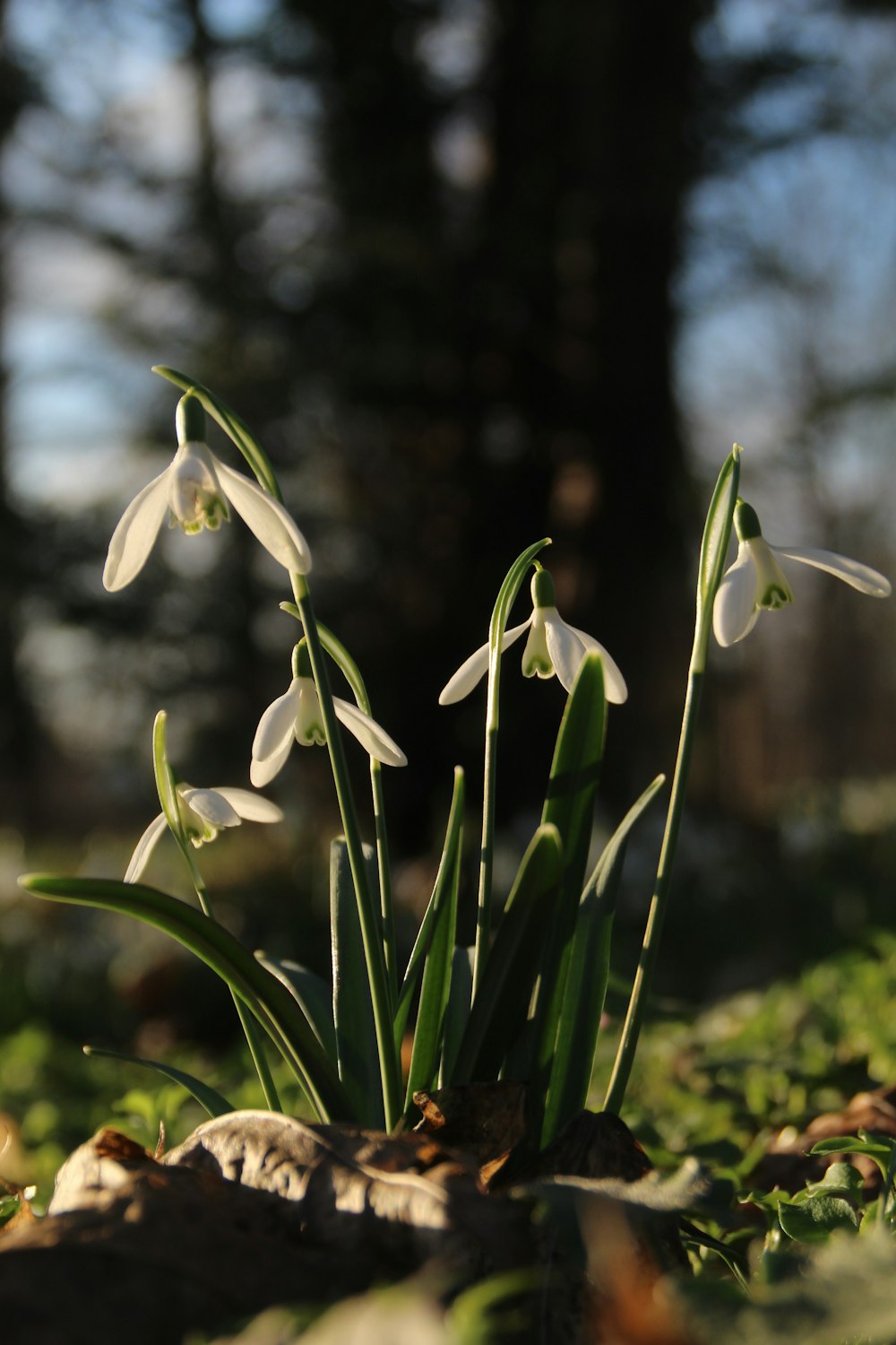 a group of white flowers sitting on top of a lush green field