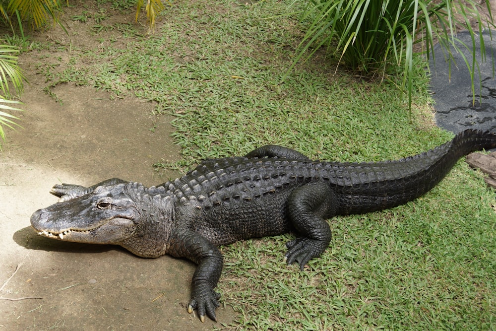 a large alligator laying on top of a lush green field