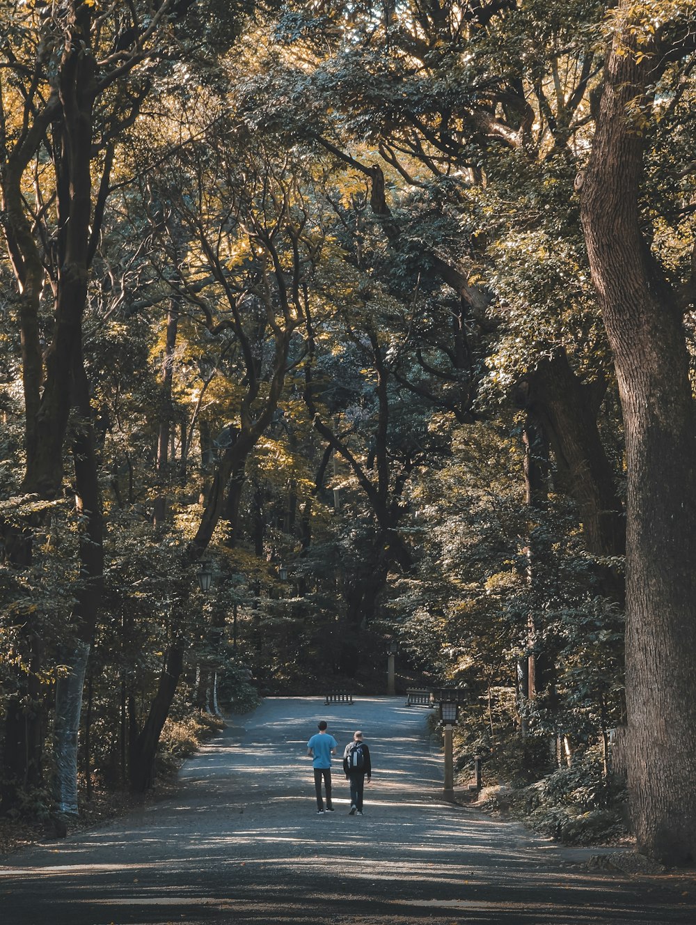 two people walking down a tree lined road