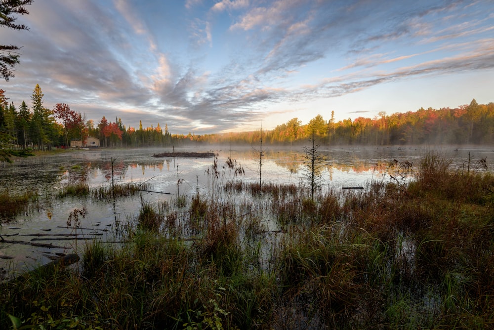 a lake surrounded by tall grass and trees