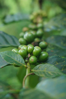 Close-up of fresh green coffee beans being handpicked on a Brazilian farm.