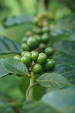 A close-up of a cluster of unripe green coffee beans attached to a branch with glossy green leaves. The background is softly blurred, emphasizing the vibrant colors and textures of the beans and leaves.