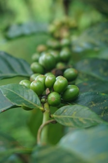 A close-up of a cluster of unripe green coffee beans attached to a branch with glossy green leaves. The background is softly blurred, emphasizing the vibrant colors and textures of the beans and leaves.