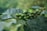 A close-up view of unripe, green coffee cherries growing on a branch with large, glossy green leaves. The background is blurred, creating a soft focus effect that highlights the coffee plant.